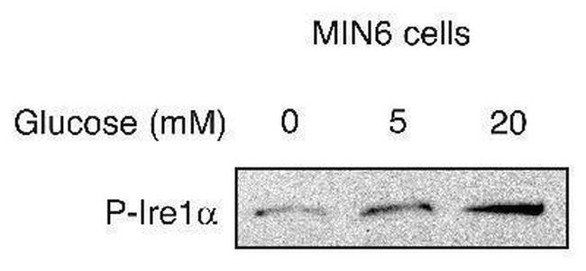 Phospho-IRE1 alpha (Ser724) Antibody in Western Blot (WB)