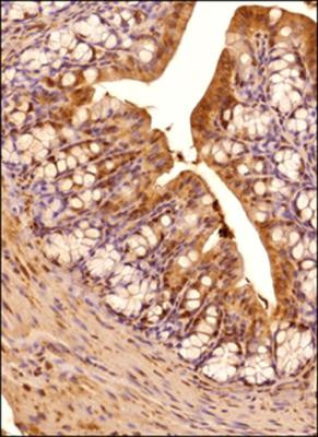 IRE1 alpha Antibody in Immunohistochemistry (Paraffin) (IHC (P))