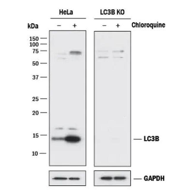 LC3B Antibody in Western Blot (WB)