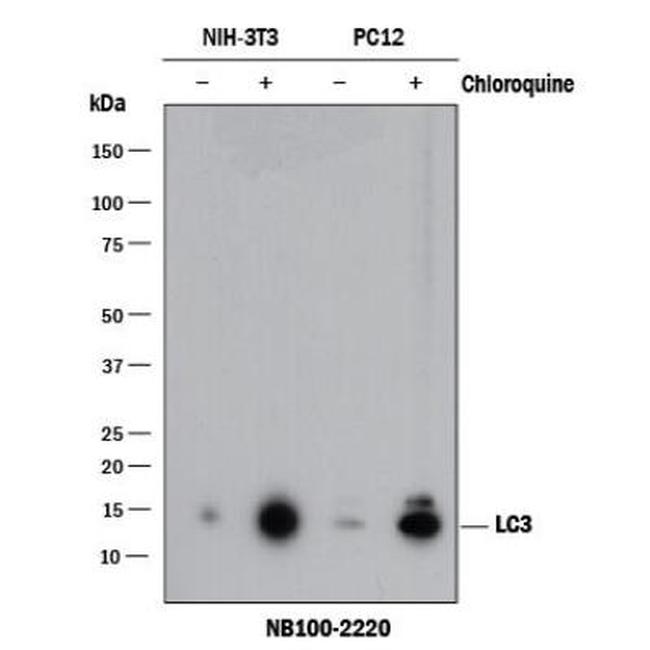 LC3B Antibody in Western Blot (WB)