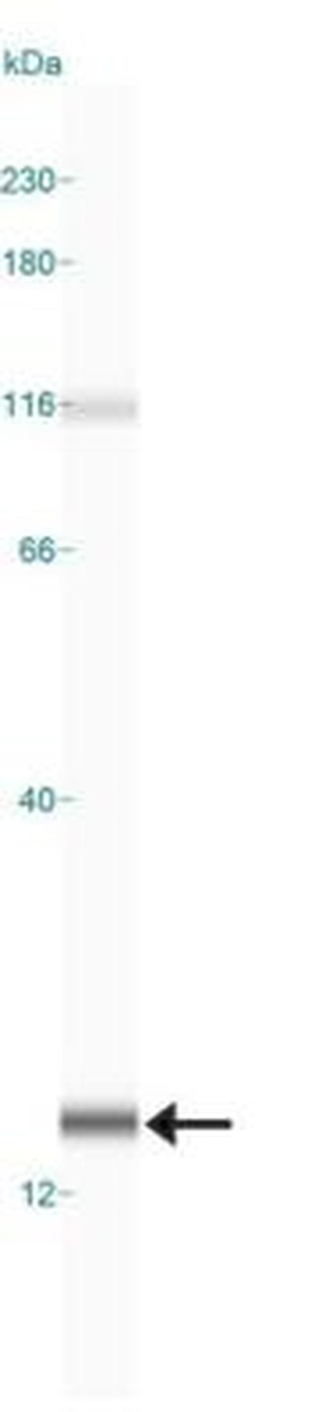 LC3A/LC3B Antibody in Western Blot (WB)