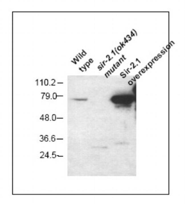 Sir2.1 Antibody in Western Blot (WB)