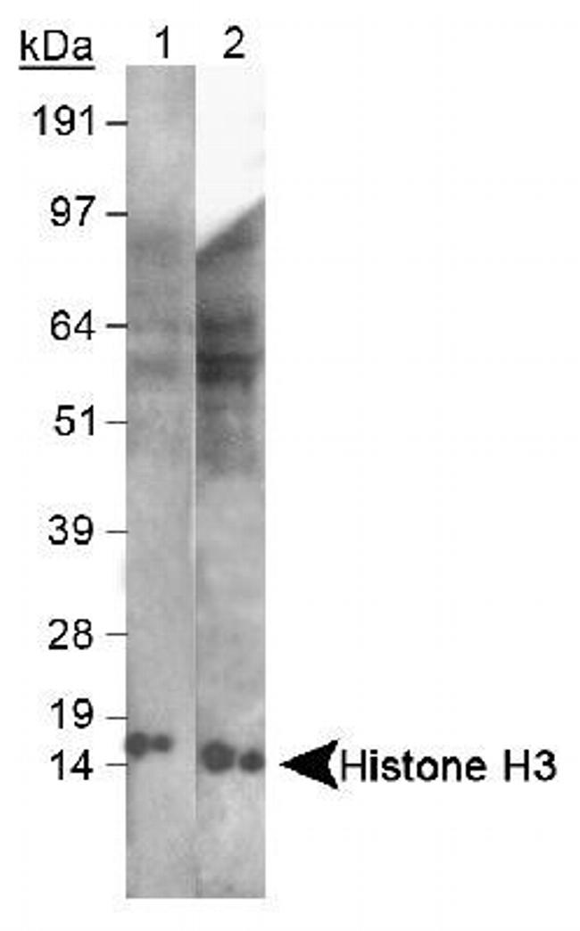 Histone H3 Antibody in Western Blot (WB)