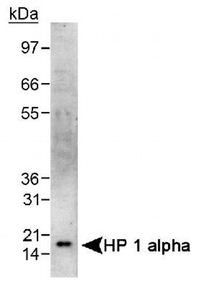 HP1 alpha Antibody in Western Blot (WB)