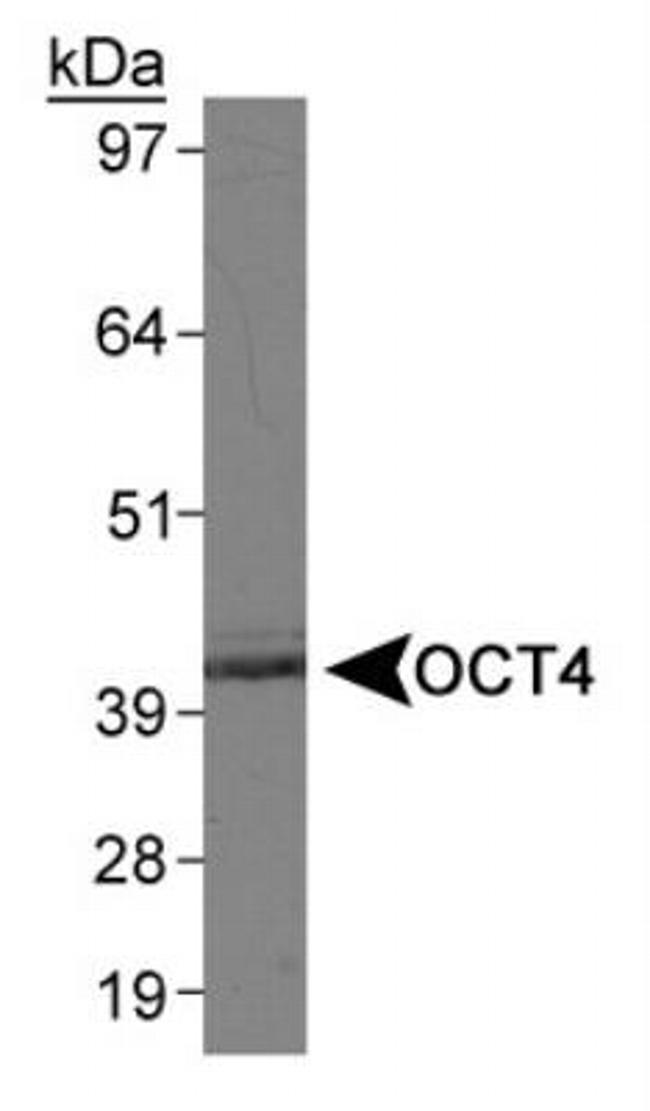 OCT4 Antibody in Western Blot (WB)