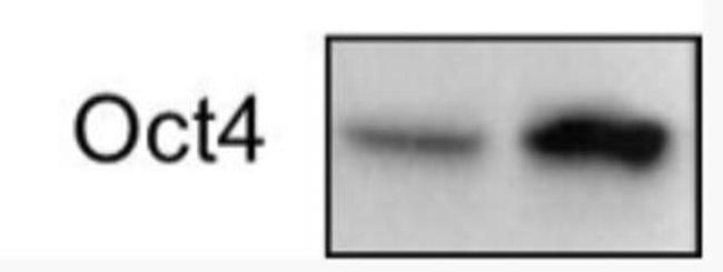 OCT4 Antibody in Western Blot (WB)