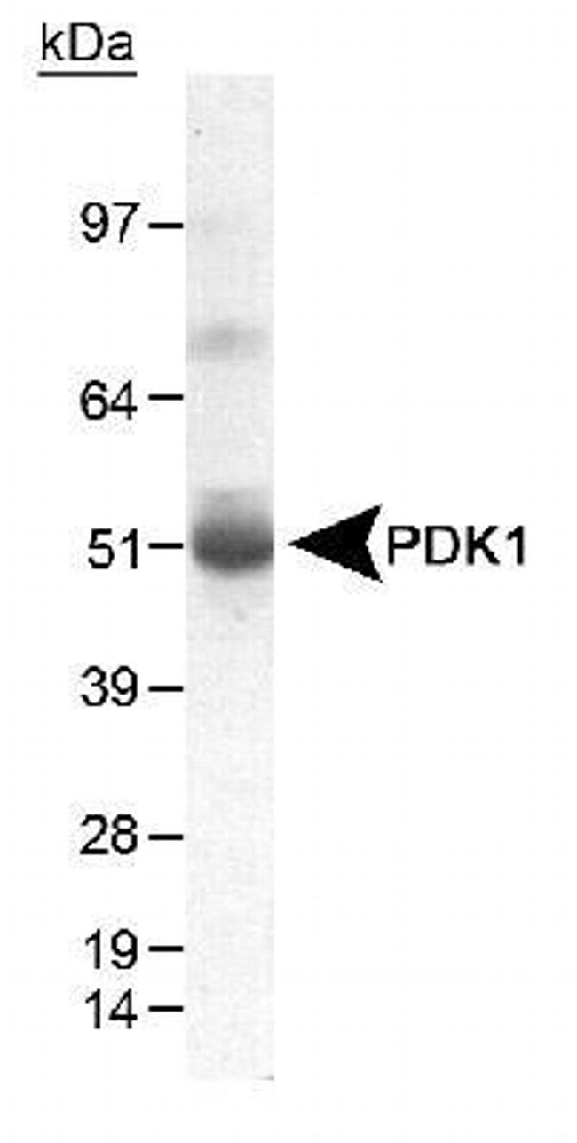 PDK1 Antibody in Western Blot (WB)