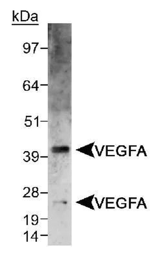 VEGF Antibody in Western Blot (WB)