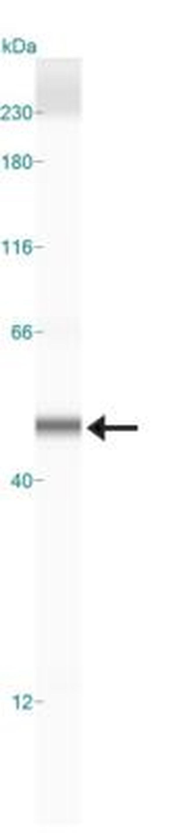 SIRT6 Antibody in Western Blot (WB)