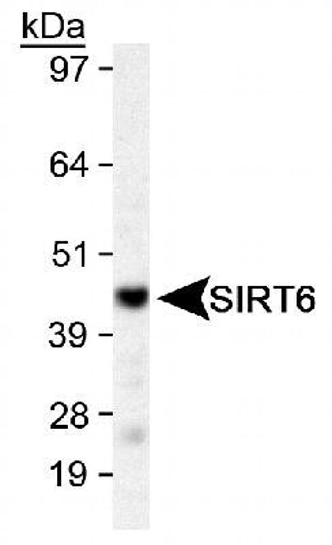 SIRT6 Antibody in Western Blot (WB)