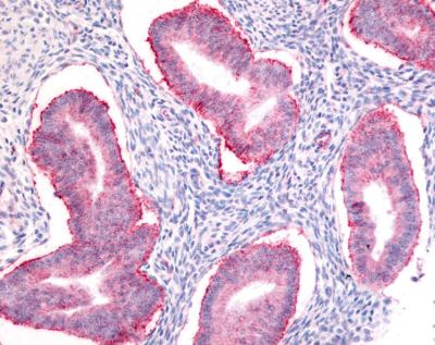 SOX2 Antibody in Immunohistochemistry (Paraffin) (IHC (P))