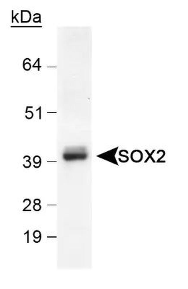 SOX2 Antibody in Western Blot (WB)