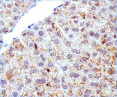 ADFP Antibody in Immunohistochemistry (Frozen) (IHC (F))