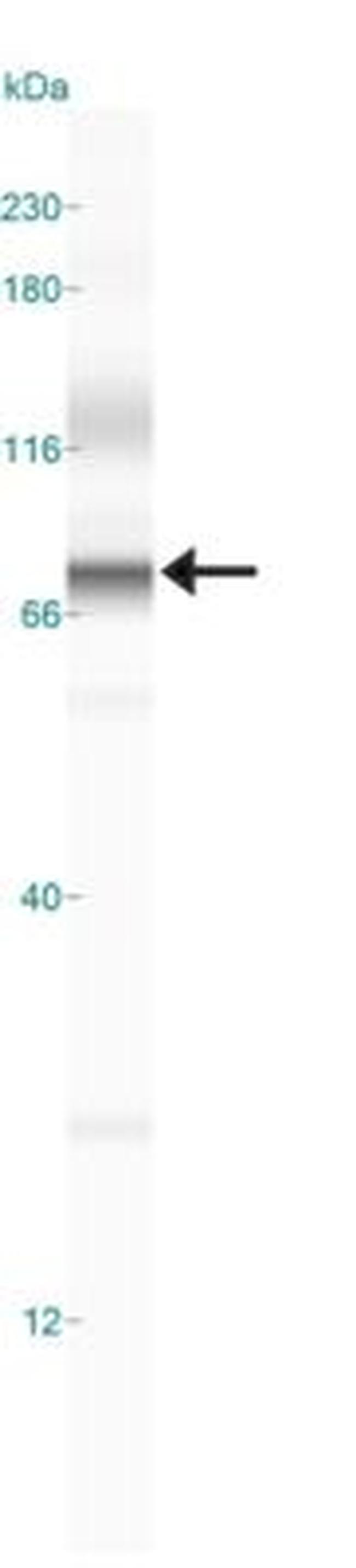 ADFP Antibody in Western Blot (WB)