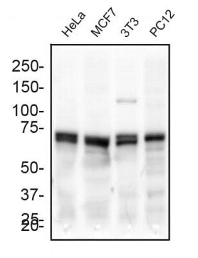 DNM1L Antibody in Western Blot (WB)