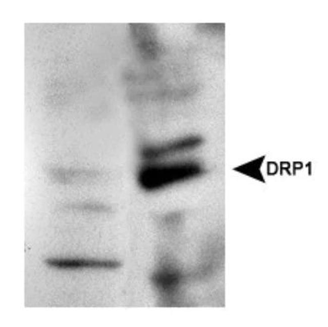 DNM1L Antibody in Western Blot (WB)