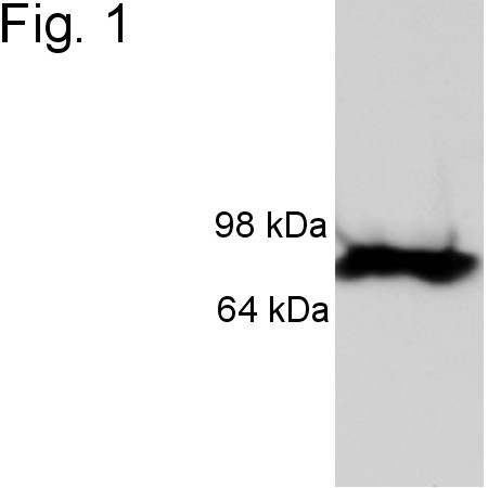 Versican V0, V1 Neo Antibody in Western Blot (WB)