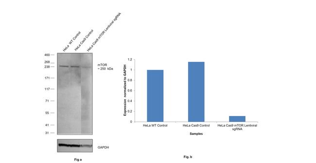 mTOR Antibody in Western Blot (WB)