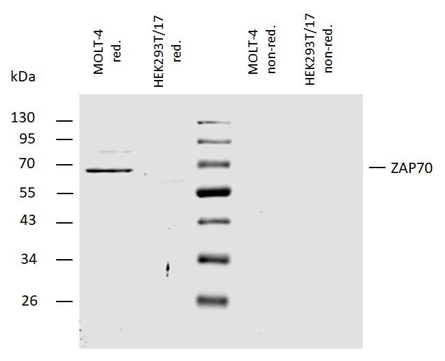 Zap-70 Antibody in Western Blot (WB)