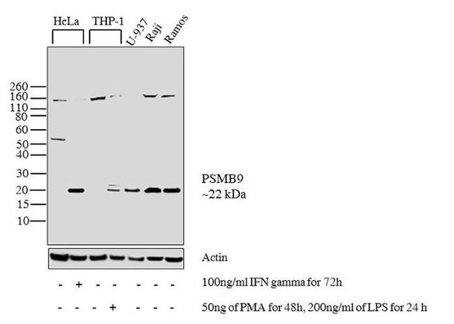 PSMB9 Antibody