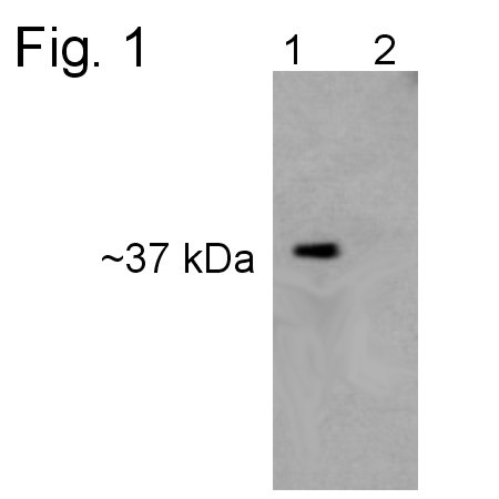 PSMD7 Antibody in Western Blot (WB)