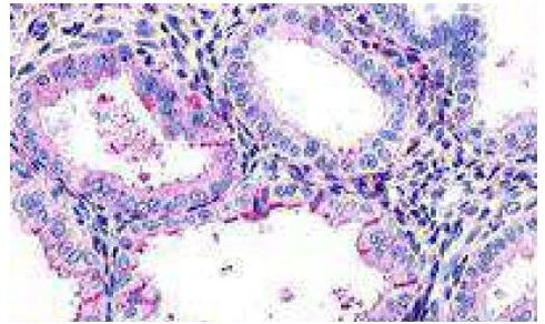 LGR7 Antibody in Immunohistochemistry (Paraffin) (IHC (P))