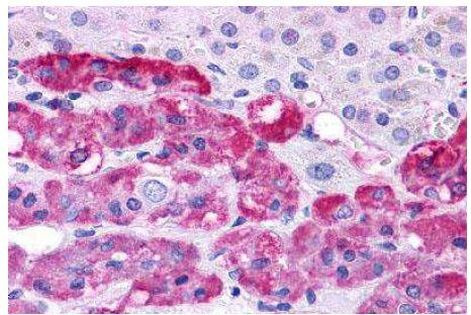 Endothelin B Receptor Antibody in Immunohistochemistry (Paraffin) (IHC (P))