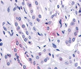 AVPR2 Antibody in Immunohistochemistry (Paraffin) (IHC (P))