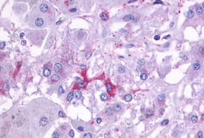 beta-3 Adrenergic Receptor Antibody in Immunohistochemistry (Paraffin) (IHC (P))