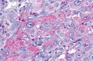 TAAR9 Antibody in Immunohistochemistry (Paraffin) (IHC (P))