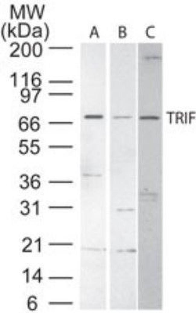 TRIF Antibody in Western Blot (WB)