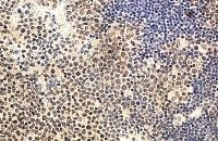 IL-22 Antibody in Immunohistochemistry (Paraffin) (IHC (P))