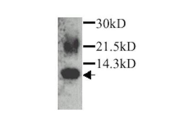 Eotaxin Antibody in Western Blot (WB)