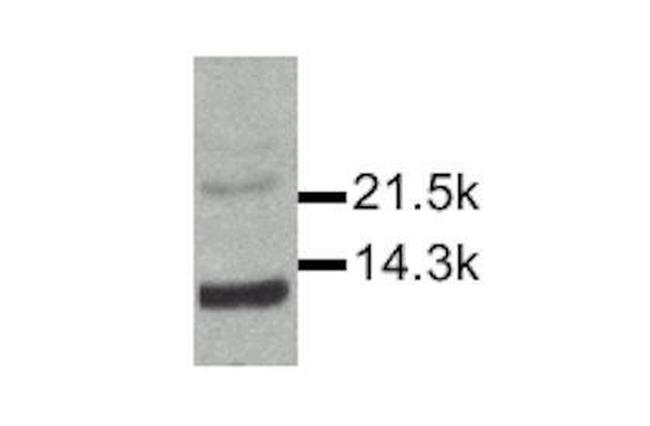 IL-15 Antibody in Western Blot (WB)