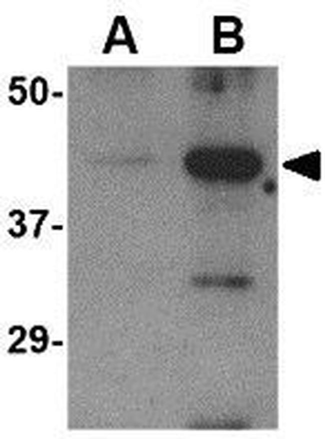 Avian Influenza A HA Antibody in Western Blot (WB)