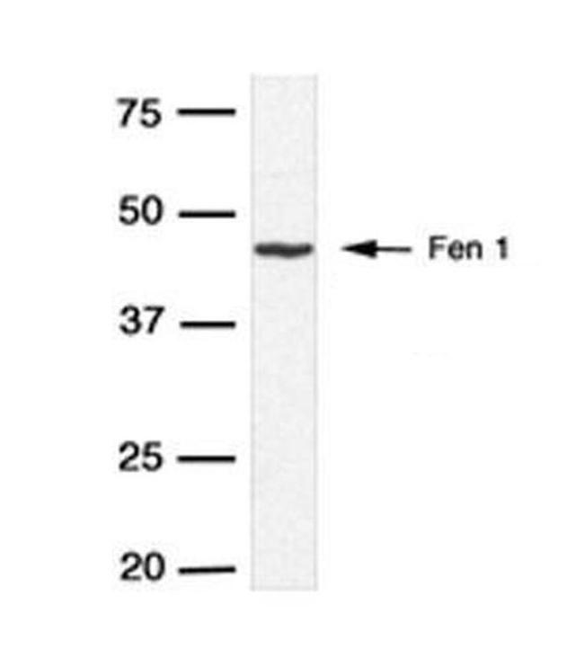 FEN1 Antibody in Western Blot (WB)