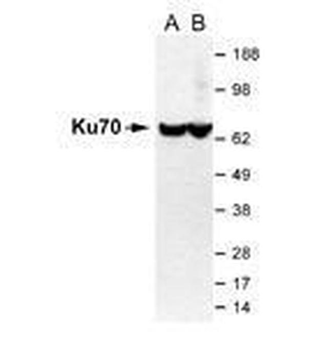 Ku70 Antibody in Western Blot (WB)