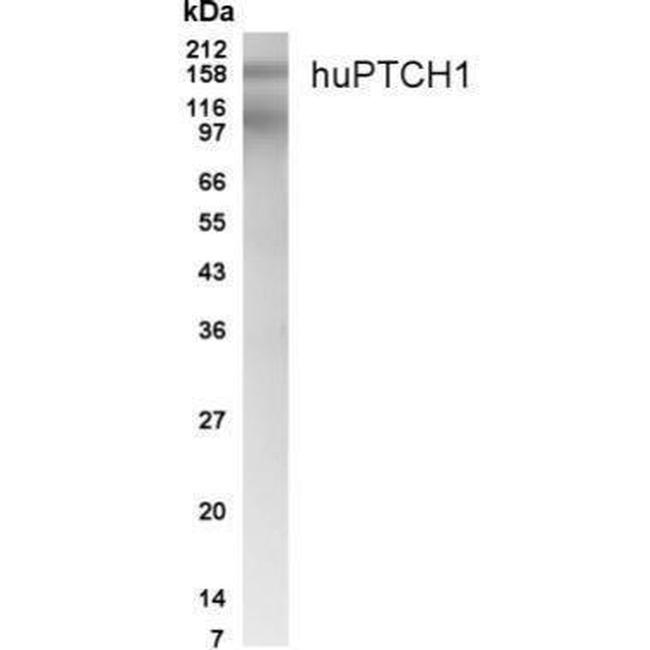 PTCH Antibody in Western Blot (WB)