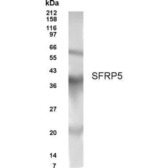 SFRP5 Antibody in Western Blot (WB)