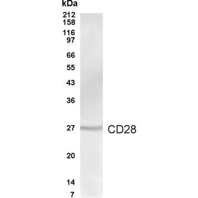 CD28 Antibody in Western Blot (WB)