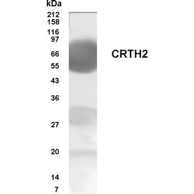 CRTH2 Antibody in Western Blot (WB)