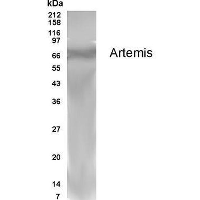 Artemis Antibody in Western Blot (WB)