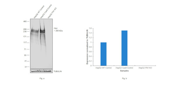 Fibronectin Antibody