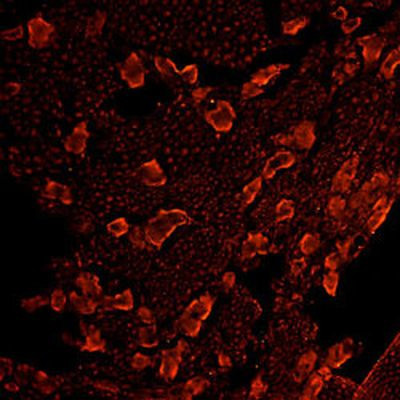 OPRM1 Antibody in Immunohistochemistry (IHC)