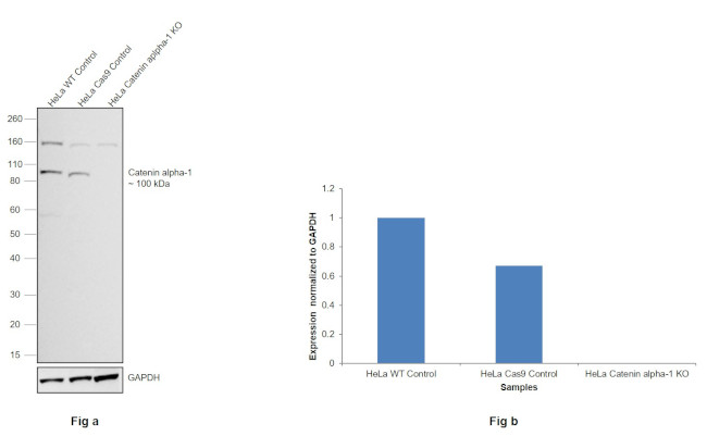 Catenin alpha-1 Antibody