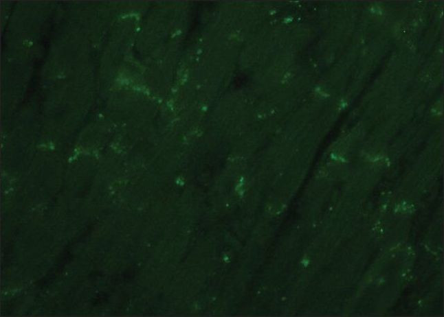 Connexin 43 Antibody in Immunohistochemistry (Paraffin) (IHC (P))