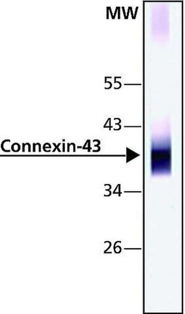 Connexin 43 Antibody in Western Blot (WB)