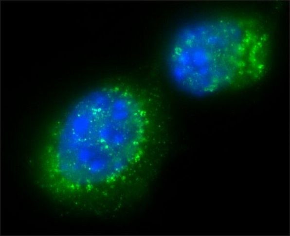 SIRT2 Antibody in Immunocytochemistry (ICC/IF)