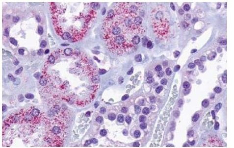 TAAR8 Antibody in Immunohistochemistry (Paraffin) (IHC (P))