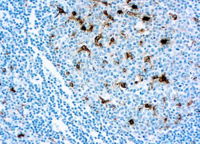 Lysozyme Antibody in Immunohistochemistry (Paraffin) (IHC (P))